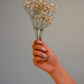 Baby's Breath